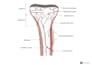 do anatomy and medical illustration